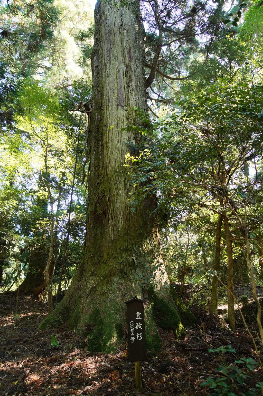 小石原 行者杉の森「霊験杉」