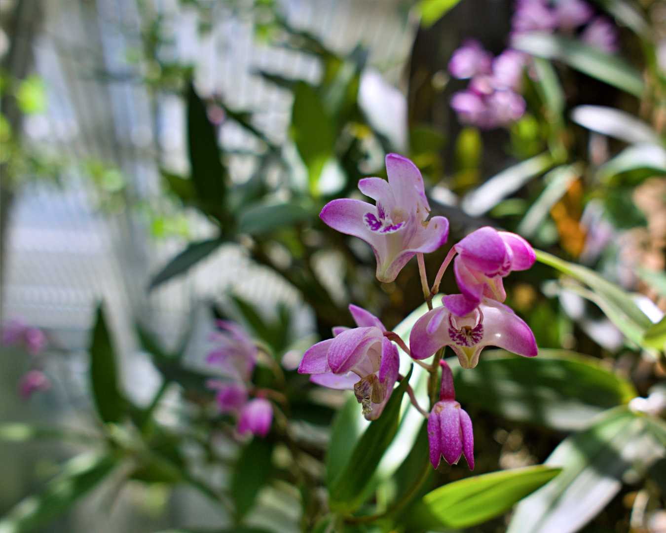 Dendrobium 福岡市植物園 | Fukuoka Botanical Garden