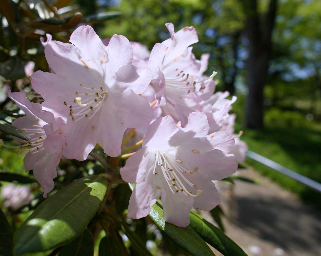Rhododendron 福岡市植物園 | Fukuoka Botanical Garden