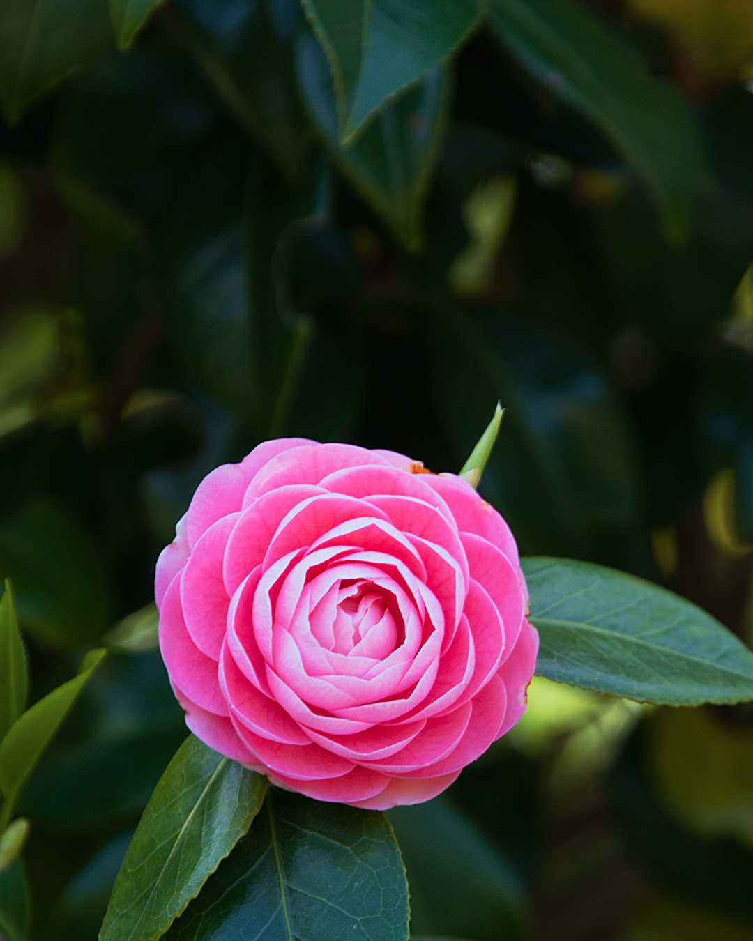 Camellia 福岡市植物園 | Fukuoka Botanical Garden
