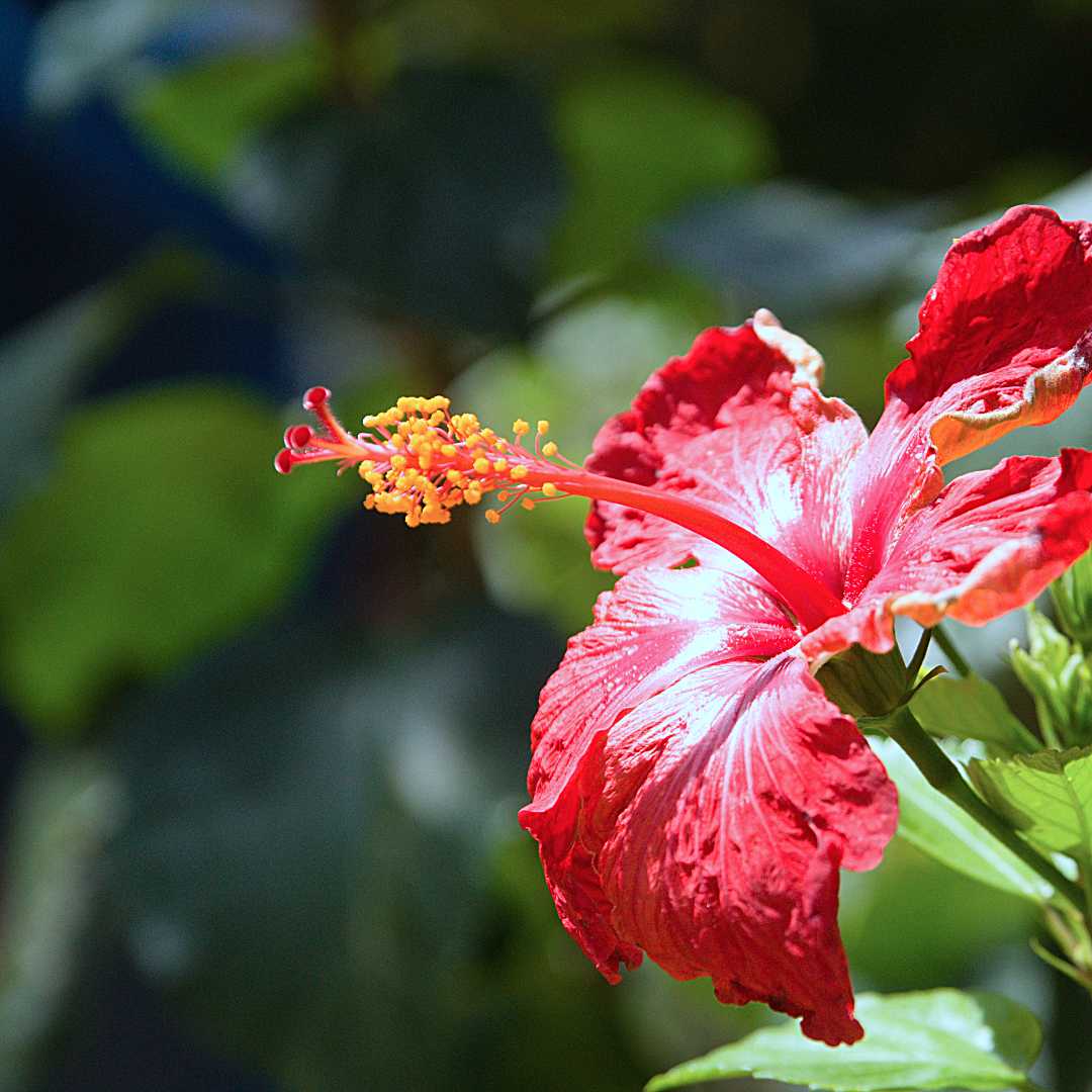 Hibiscus 福岡市植物園 | Fukuoka Botanical Garden