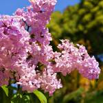 Lilac 福岡市植物園 | Fukuoka Botanical Garden