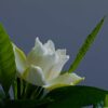 2021-05-29 クチナシ